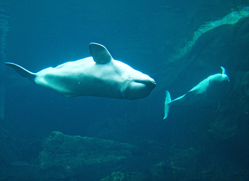 Aquarium-October-2010-6613-01