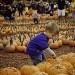 Pumpkin Patch-2012 (19 of 24)web thumbnail
