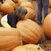 Pumpkin Patch-2012 (4 of 24)web thumbnail