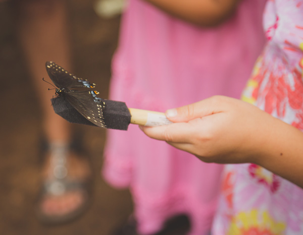 Butterfly Festival-111