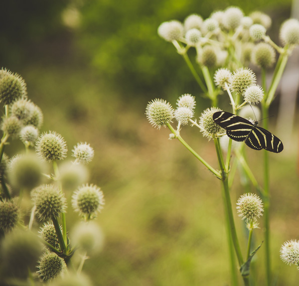 Butterfly Festival-126