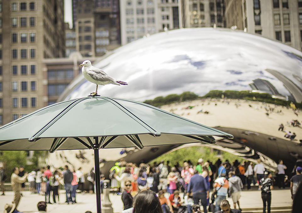 Chicago-2014-6