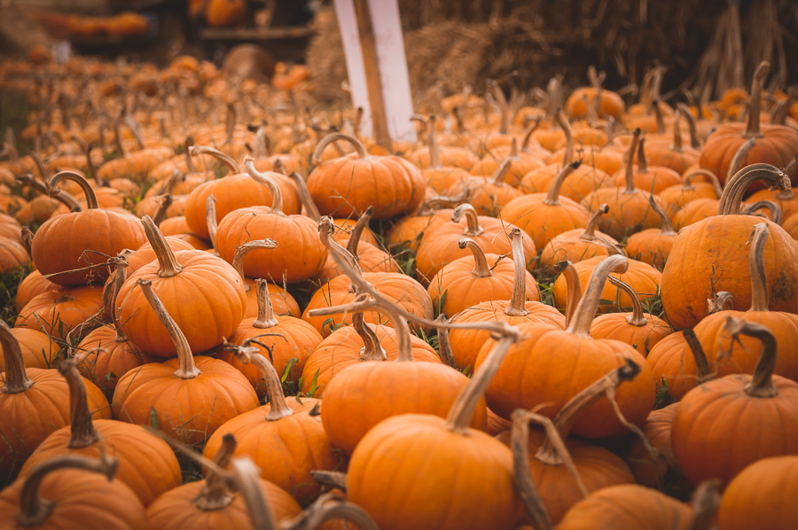 October Pumpkin Picking!
